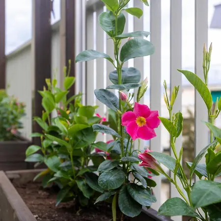 شقة Casa Patty سورينتو