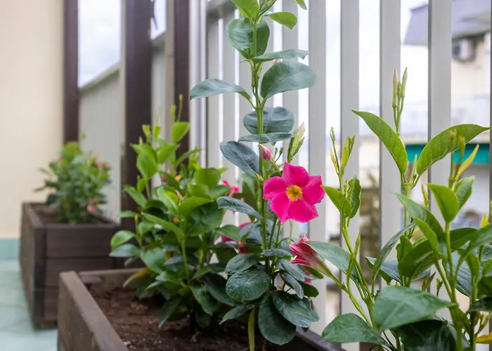 Apartament Casa Patty Półwysep Sorrentyński